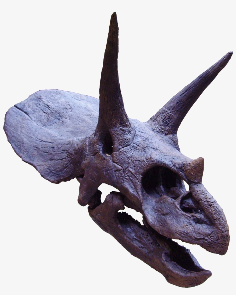 Triceratops Skull, Showing Horns And Frill Oxford University - Triceratops Head Png, transparent png #3221270
