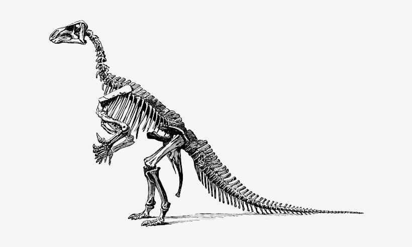 Tyrannosaurus Fossil Skeleton Transparent Png Sticker - Black And White Dinosaur Skeleton, transparent png #3221332