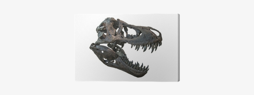 Craneo De Tyrannosaurus, transparent png #3221352