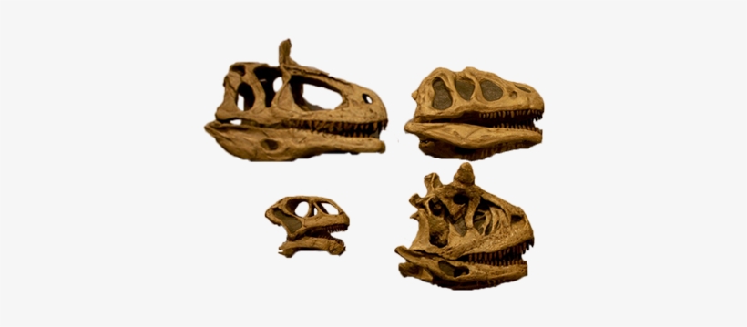 Four Dinosaur Skulls - Dinosaur, transparent png #3221390