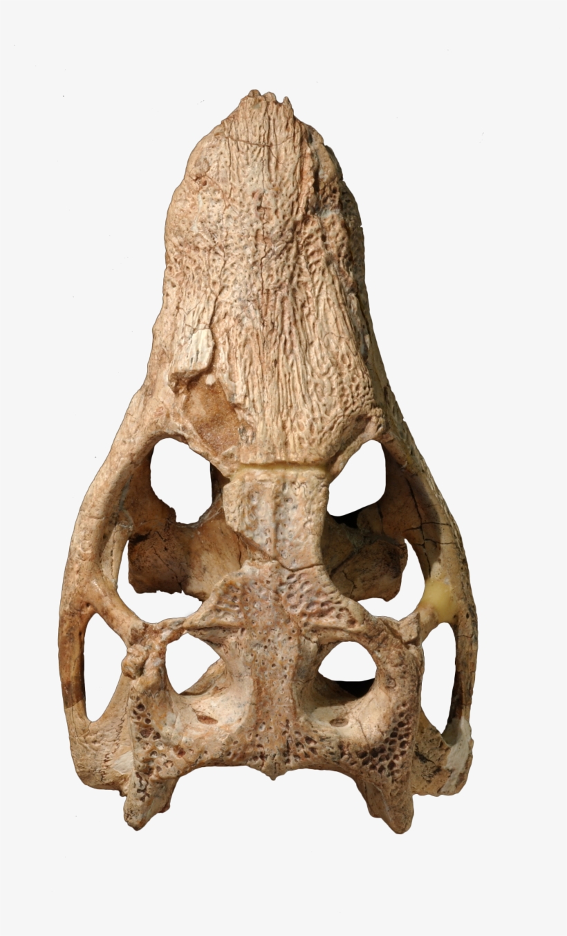 Early Dinosaurs - Araripesuchus Skull, transparent png #3221408
