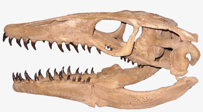 Plioplatecarpus Clean - Plioplatecarpus Tooth, transparent png #3221441
