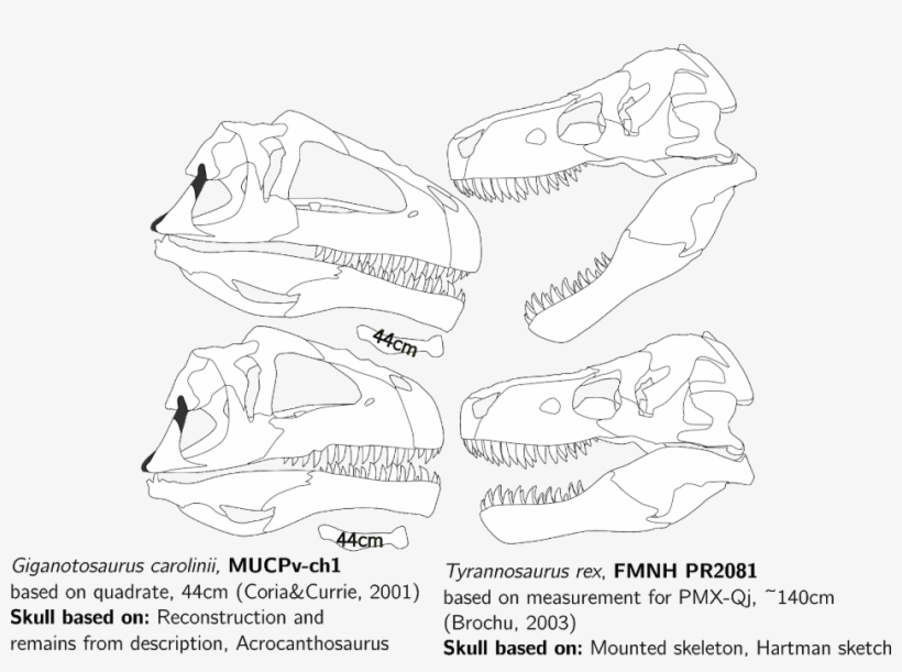 However I Think The Gaping Mouth Makes Fmnh Pr 2081 - Giganotosaurus Skull Vs T Rex Skull, transparent png #3221556