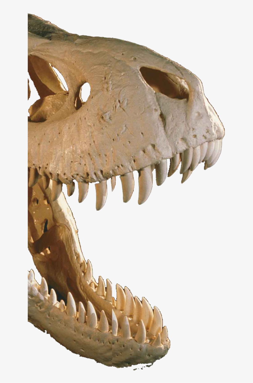 In The Jurassic Park Movies, The Dinosaurs Are The - T Rex, transparent png #3221665