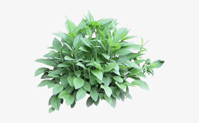 Shrub Divider - Shrubs For Photoshop, transparent png #3222854