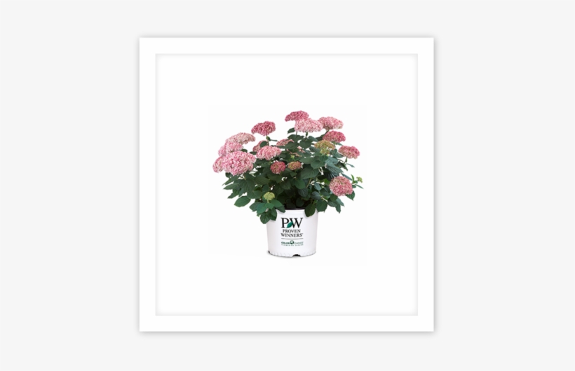 Proven Winners® Colorchoice® Flowering Shrubs - Hydrangea Invincibelle Spirit 2, 3 Gal, transparent png #3222919