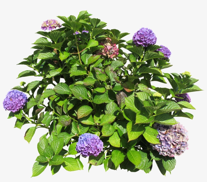 Florists Hydrangea - Hydrangea, transparent png #3222991