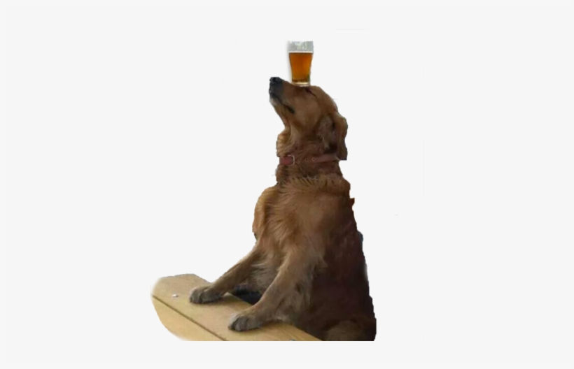 A Very Good Boy Transparent Ur Blog Png Doge Dog Tumblr - Dog Transparents, transparent png #3224253