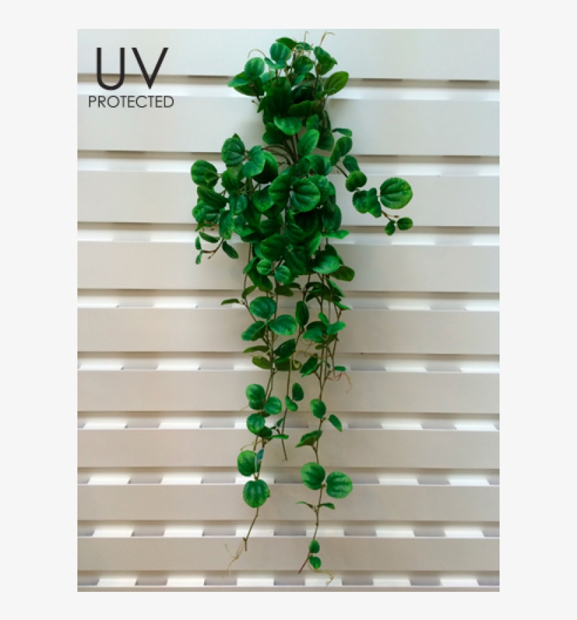 30" Uv Protected Peperomia Hanging Bush Green - Inch, transparent png #3225731