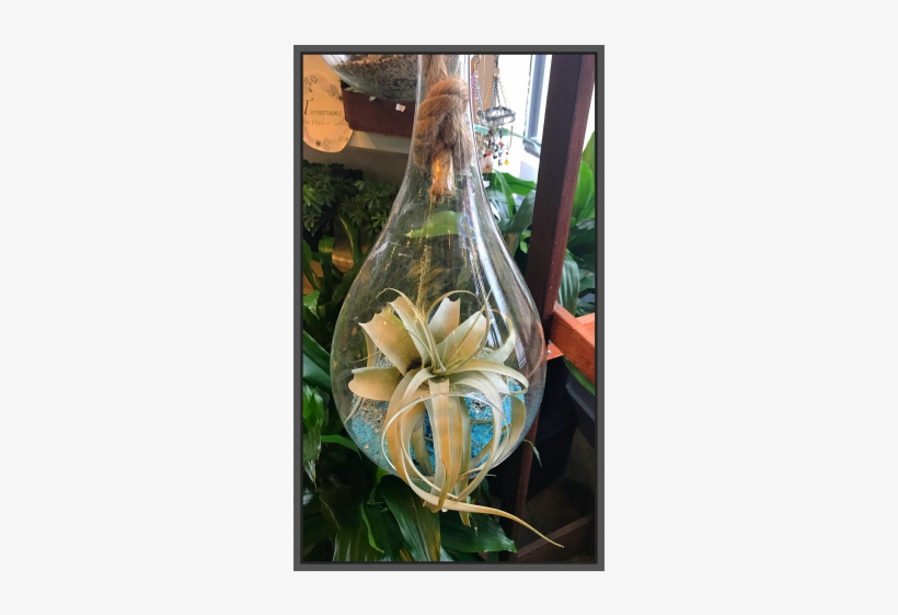 Jacques Flower Shop - Glass, transparent png #3225804