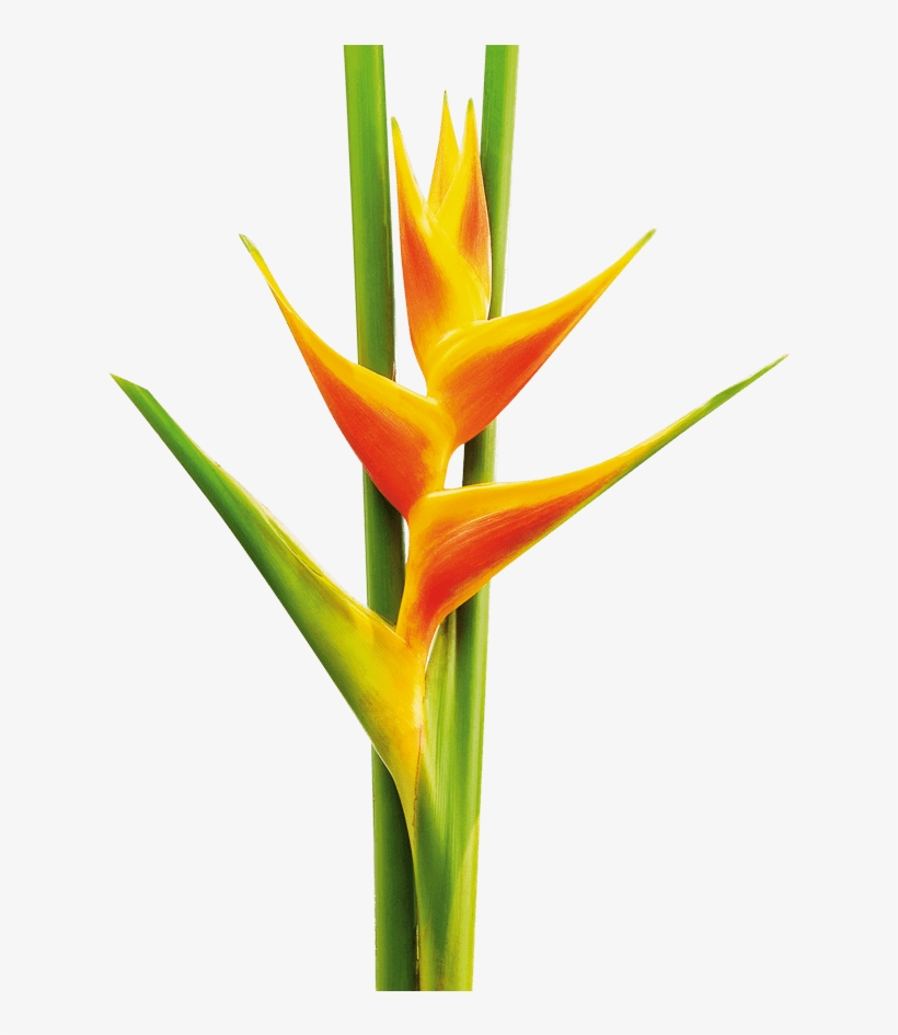 Yellow And Orange Heliconia - Heliconia Png, transparent png #3225832