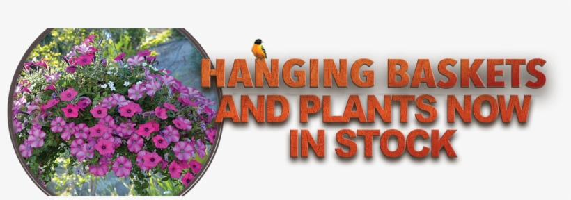 Hanging-baskets - Petunia, transparent png #3225911