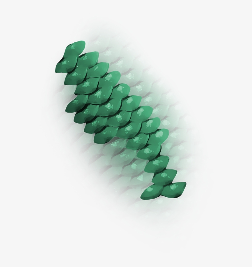 Must Follow N Share - Crocodile, transparent png #3225980