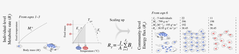 Scaling Metabolism From Individuals To Reef-fish Communities - Diagram, transparent png #3226395
