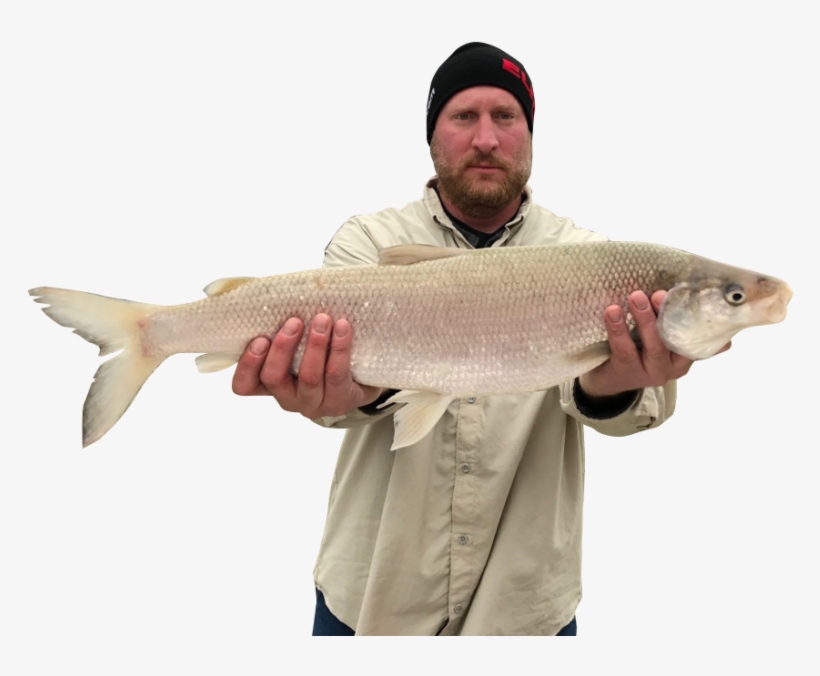 Dustin Meeter Landed His 6 Pound, 3 Ounce Lake Whitefish - Recreational Fishing, transparent png #3226553