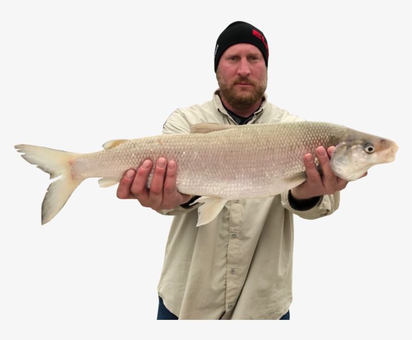 Dustin Meeter Landed His 6 Pound, 3 Ounce Lake Whitefish - Recreational Fishing, transparent png #3226553