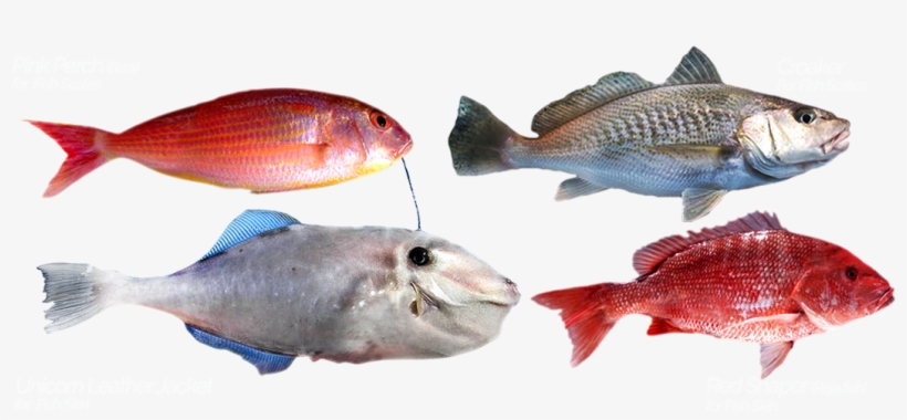 Product Was Successfully Added To Your Shopping Cart - Red Snapper, transparent png #3226604