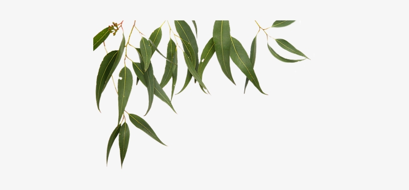 Gum Leaf Png - Gum Leaves Border, transparent png #3228065