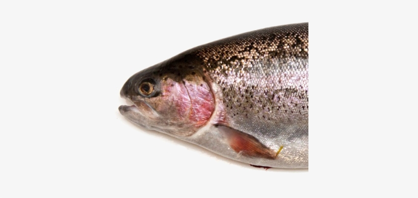 A Face Only A Mother Could Love - Whole Fish Raw, transparent png #3228529
