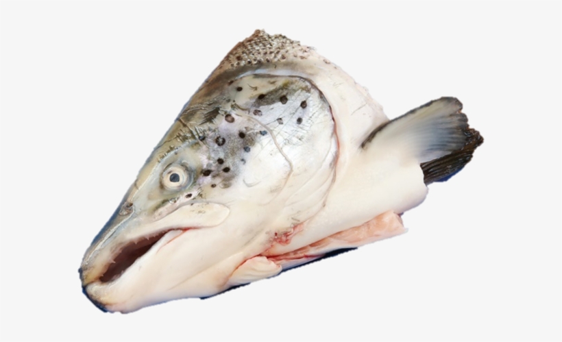 Голова Лосося Png, transparent png #3228781