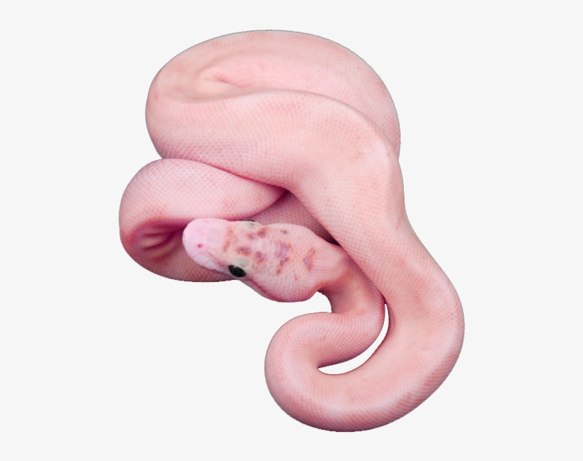 #snake #png #transparent - Mint Green Snake Name, transparent png #3228805