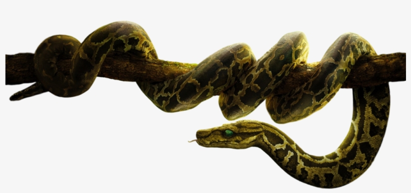Disney S Kaa Transparent Background By Camo Flauge-db7dwuq - Jungle Book Snake Png, transparent png #3228883
