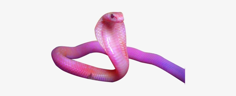 #snake - Snake Aesthetic Art, transparent png #3228910