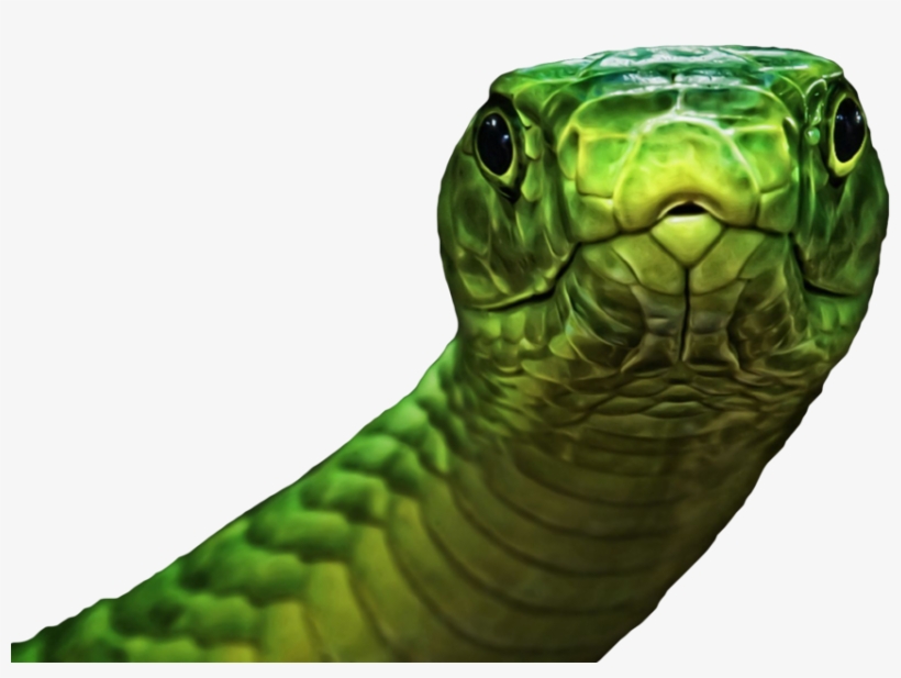 Green - Adult Coloring Book: Stress Relief Coloring Book: 30+, transparent png #3228957