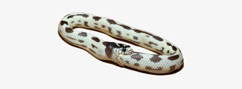 Snake Eating Its Own Tail - Snake Eating Tail, transparent png #3229004