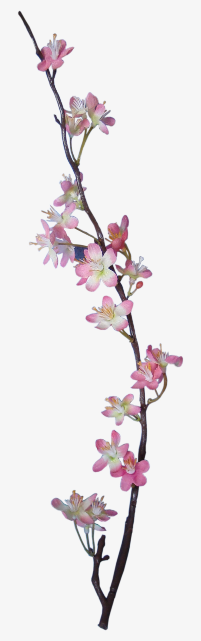 Apple Blossom - Apple Blossom Png, transparent png #3229826