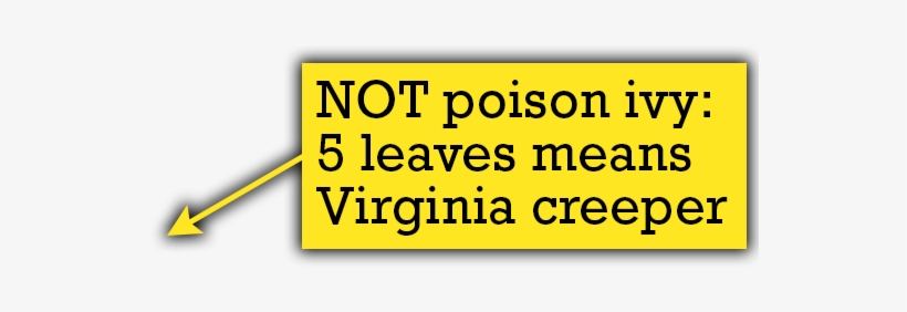 Quiz Thorns - Us And British Virgin Islands Travel Guide: Islands, transparent png #3230055