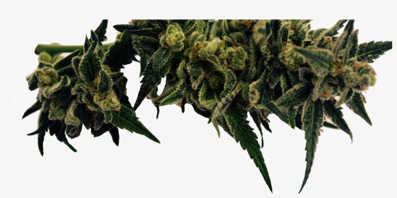 Cannabis, transparent png #3230153