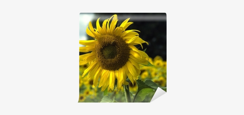 Sunflower, transparent png #3231335