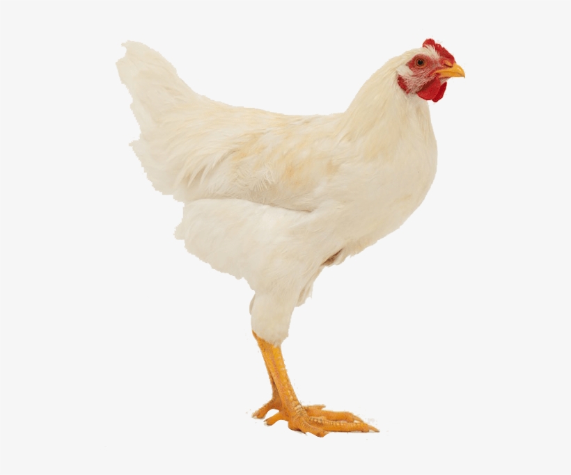 Tante-door - Kip Transparant, transparent png #3233151