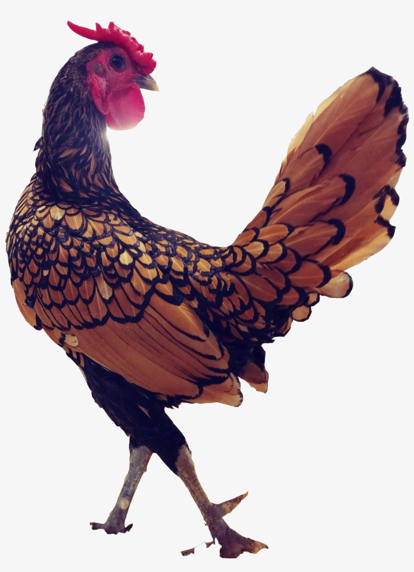 Chicken - Rooster, transparent png #3233408