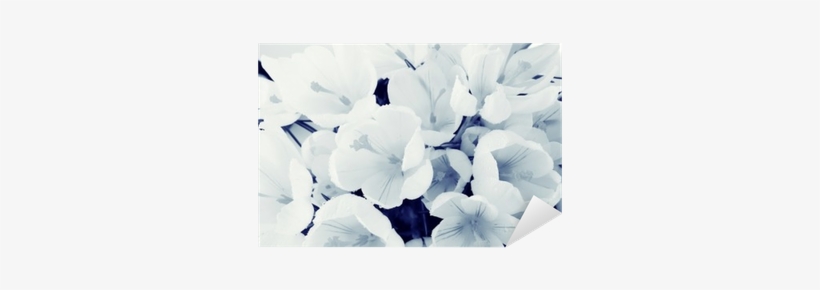 Background Of White Petals Delicate Flowers Texture - Bakgrund Fina Bilder, transparent png #3233829
