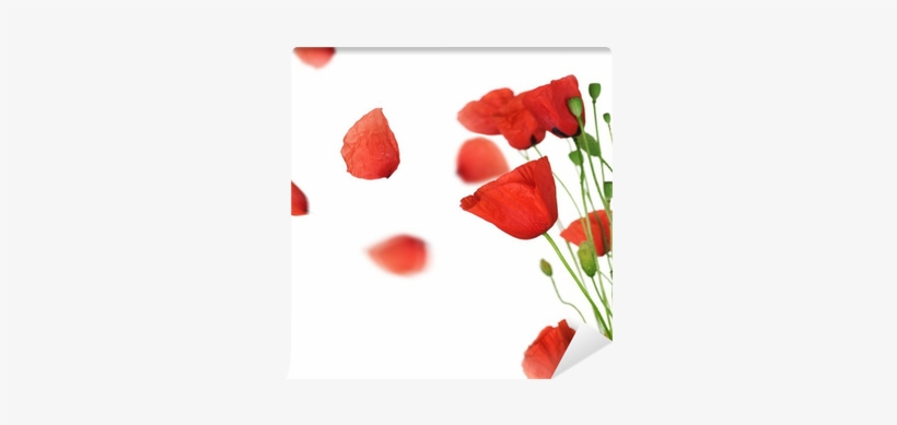 Poppy With Flying Petals Over White Wall Mural Pixers - Poppie Petals, transparent png #3233887