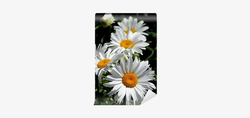 Large White Flower Daisies With Pure White Petals Wall - Flores De Margaritas De Colores, transparent png #3234254
