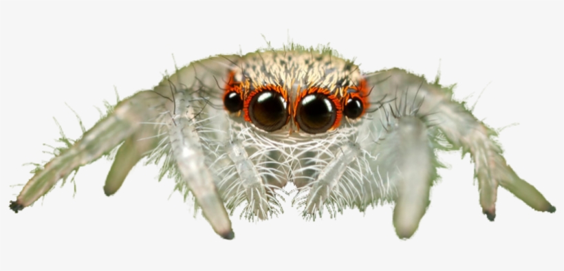 Jumping Spider Transparent Background Png - Jumping Spider Transparent, transparent png #3235233