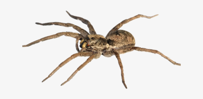 Spider Png Transparent Images - Wolf Spider, transparent png #3235342