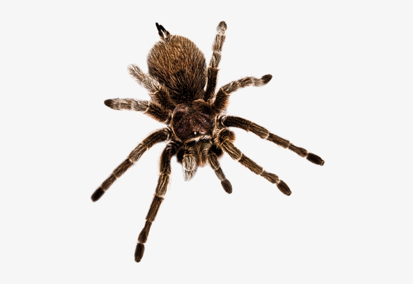 The Power Of Poison Is Organized By The American Museum - Tarantula, transparent png #3235365