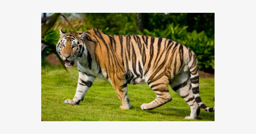 Tiger Taxonomy - Legs Of A Tiger, transparent png #3237572