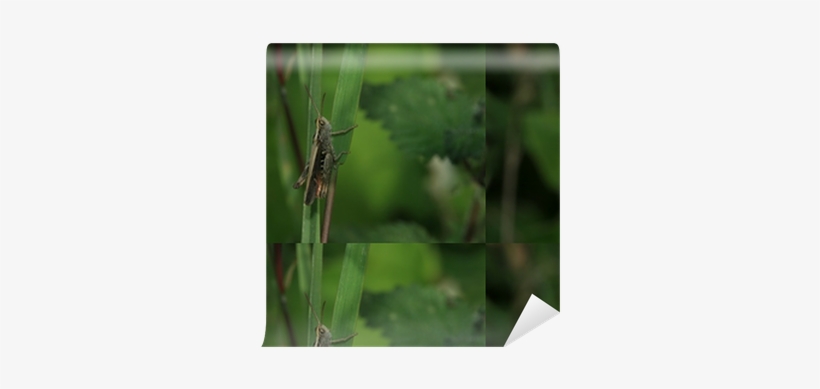 Single Peacock Feathers, transparent png #3240720