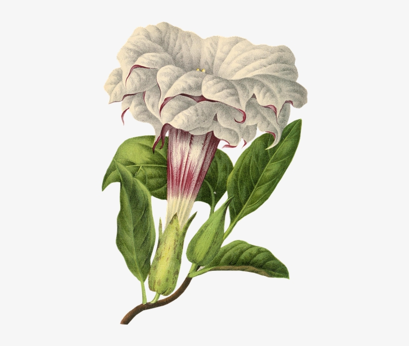 Flower, Plant, Blossom, Bloom, Vintage, Isolated - Angel Trumpet Flower Transparent, transparent png #3243893