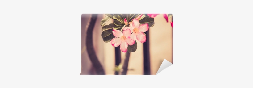 Desert Rose Or Impala Lily Or Mock Azalea Flower Vintage - Adenium Obesum, transparent png #3244120