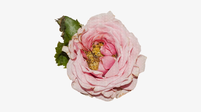 Flower - Vintage - Victoriabea - Garden Roses, transparent png #3244278