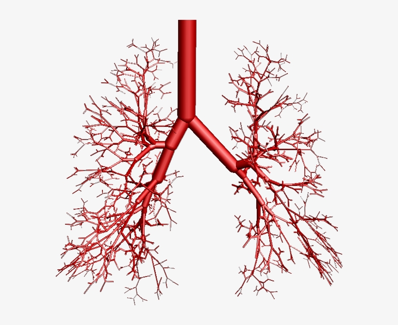 Bronchial Tree Model Alveoli, transparent png #3246407
