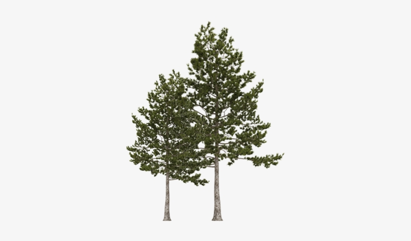 Trees - Pine, transparent png #3246443