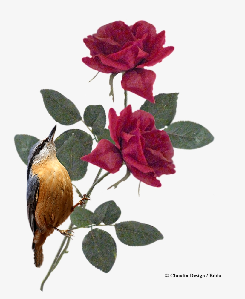 Graphic Royalty Free Library Freebie Cluster Rosen - Evergreen Rose, transparent png #3247139