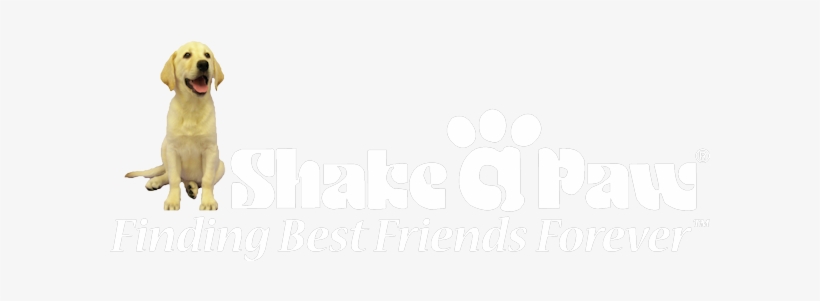 Shake A Paw - Shake A Paw Rescue And Adoption Center, transparent png #3249095